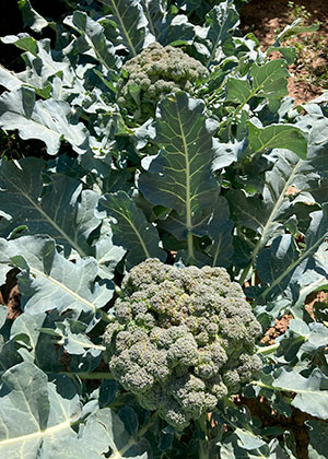 broccoli umpqua