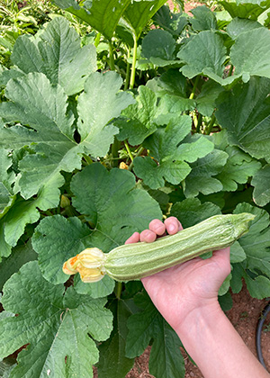Costata Romanesca zucchini