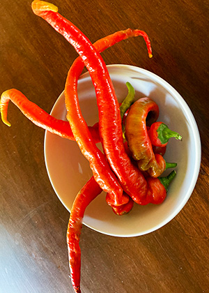 Jimmy Nardello sweet pepper