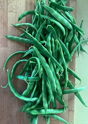 Romano 14 snap beans